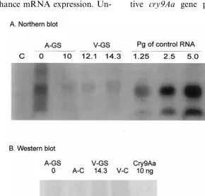 Fig. 6. Molecular analysis of cry9Aa gene expression in transgenic cauliﬂower cv. Asterix and turnip rape cv