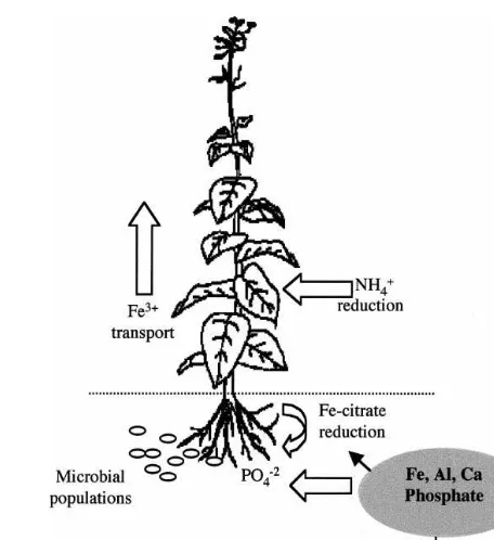 Fig. 4. The ubiquity of organic acids mediating the responseof plants to soil stress. Organic acids are strong cationtraits can be dissected with the use of organic acid overpro-ducing transgenic plants to understand fundamental aspectsof plant adaptation