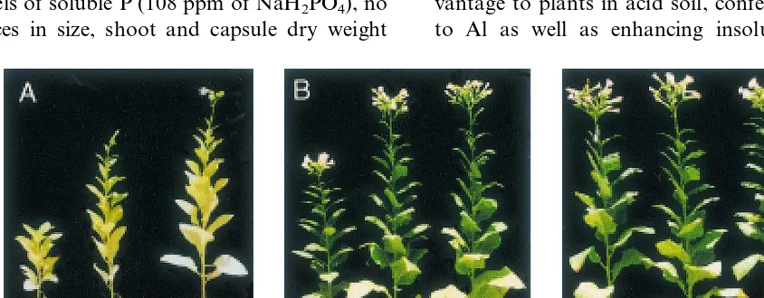 Fig. 3. Growth of control (1522) and citrate overproducing (CSb-4,CSb-18) plants under suboptimal and optimal phosphatenutrition