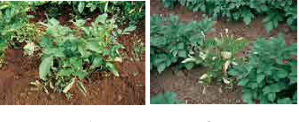 Gambar 1. Gejala menguning (A) danmenggulung (b) tanaman kentang  yang disebabkan PLRV (sumber: Suzanne, 2006).