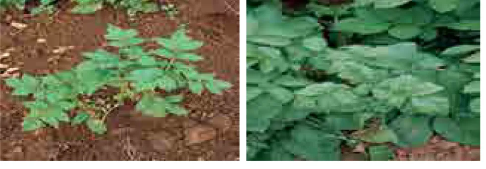 Gambar 3. Gejala infeksi primer (A) dan infeksi sekunder (B) pada  tanaman kentang yang disebabkan oleh PVY (sumber: Burrows dan 