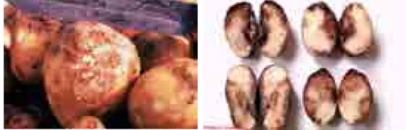 Gambar 5. Gejala bercak berwarna coklat, ungu hitam dan daging      umbi coklat kemerahan (sumber: burrows dan Zitte, 2005).