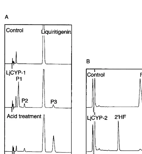 Fig. 6. RT-PCR analysis of IFS, I2�scription was performed using 500 ng each of mRNAs