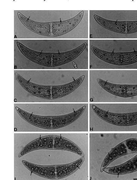 Fig. 1. Cduction. Vegetative cells were grown for 4 days (A and E), 11days (B and F), 17 days (C and G) and 22 days (D and H)after inoculation in C medium