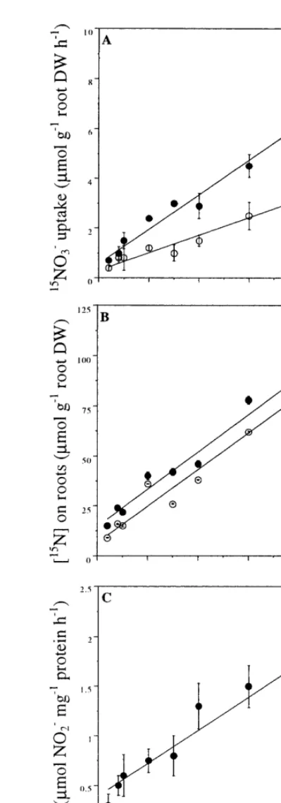 Fig. 1. Effects of increasing [15roots);seedlings;activity (C) in roots ofNO−3] in the uptake solution onnet 15NO−3 uptake rates by roots (A: � seedlings; � detached 15N accumulation in roots (B: � roots from intact � detached roots) and levels of nitrate 
