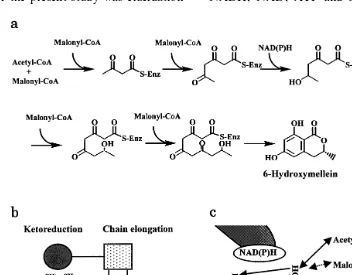 Fig. 1. (a) Catalytic reaction of 6HM synthase. 6HM synthase catalyzes the condensation of acetyl- and malonyl-CoAs, and anNAD(P)H-dependent ketoreduction takes place at the triketide intermediate stage to form a reduced ketomethylene chain