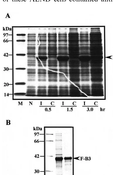 Fig. 4. Western blot analysis of total protein extract ofALND cells using polyclonal antibodies raised against thefusion protein B3 (F-B3)