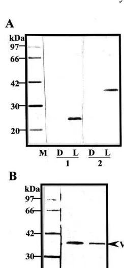 Fig. 6. Detection of glycosylated proteins in the vacuolarfraction prepared from 8-day-old ALND cells