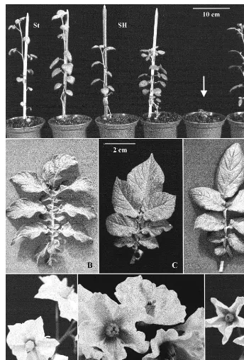 Fig. 2. Plants: S. tuberosum (St), S. phureja (Sp) and four somatic hybrids (SH); the mixoploid is indicated by the arrow (A); leavesand ﬂowers: S