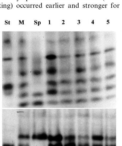Fig. 4. Electrophoresis proﬁles of PCR ampliﬁcation prod-ucts. (A) RAPD patterns. DNA from S