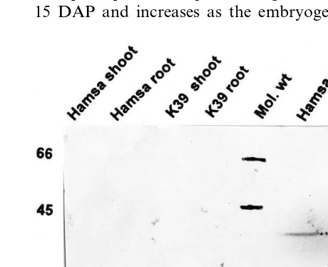 Fig. 1. Immunodetection of the AR-related protein in rice:The proteins from different plant parts were separated onSDS-PAGE and blotted onto nitrocellulose ﬁlter paper andprobed with pG22-69 antibodies raised against barley embryoprotein