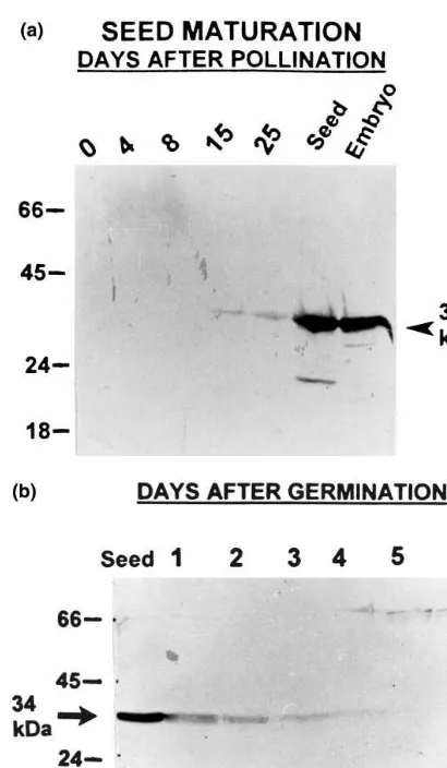 Fig. 2. (a) Western blot showing the accumulation of theAR-related protein during seed maturation: Protein extractsfrom the panicles harvested at different days after pollination(DAP) were separated on SDS-PAGE and blotted onto nitro-cellulose ﬁlter paper 