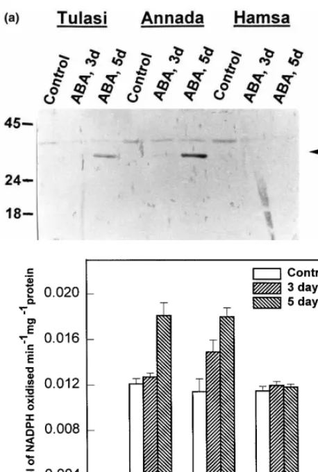 Fig. 4. (a) Western blot showing the differential accumulationof AR- related protein in rice cultivars by ABA application:Proteins from different rice cultivars treated with ABA wereseparated on SDS-PAGE and blotted onto nitrocellulose ﬁlterpaper and probe
