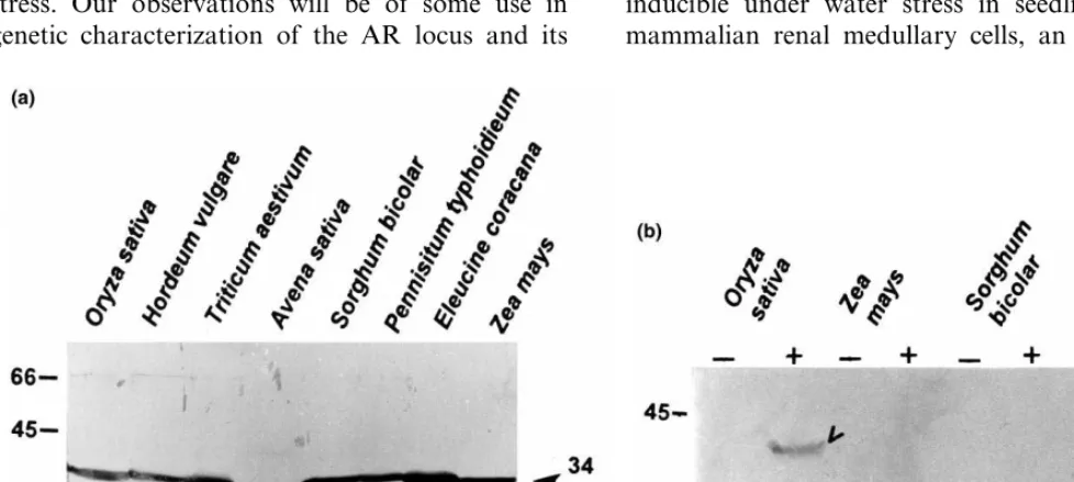 Fig. 5. (a) Western blot showing the cross reactivity of seed proteins from different cereals with pG22-69 antibodies
