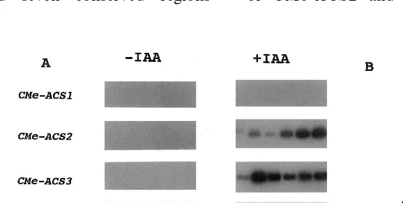 Fig. 1. Expression of ACSgenes in the tissues, RT-PCR analysis was performed as described in Section 2