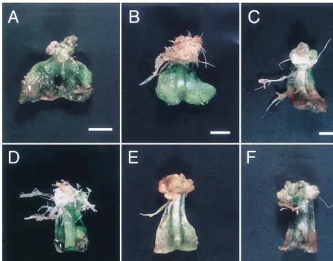 Fig. 2. Phenotypes of adventitious roots induced by some constructs on N. debneyi leaves (bar 1 cm)