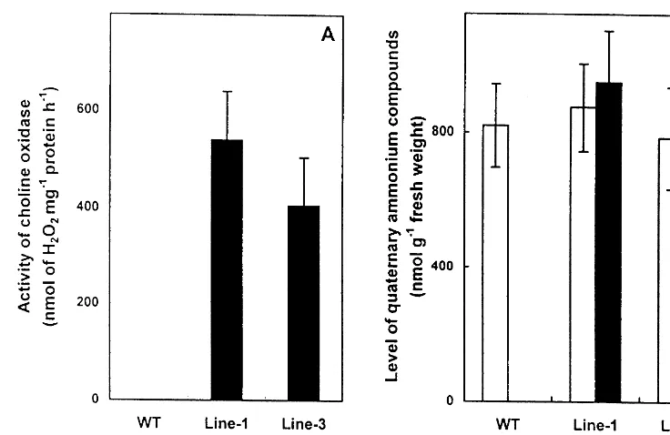 Fig. 2. Choline oxidase activity (A) and the levels of glycine betaine and choline (B) in wild type (WT), transgenic line-1 (Line-1)and transgenic line-3 (Line-3) of B