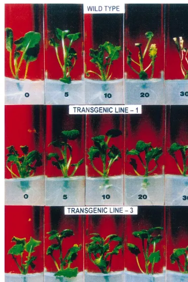 Fig. 4. Shoots of wild type, transgenic line-1 and transgenic line-3 of B. juncea exposed to 0, 5, 10, 20 and 30 mM choline for 10days