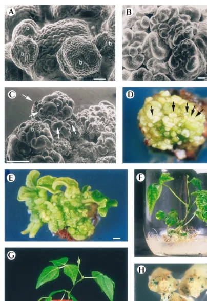 Fig. 1. A–G. Direct regeneration of PGus expression on 2-week-oldabombardment with the pBI211 vector carrying the