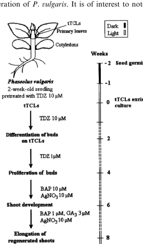 Fig. 2. Scheme for direct mutiple shoot regeneration fromresponsive tTCLs of P. �ulgaris cv