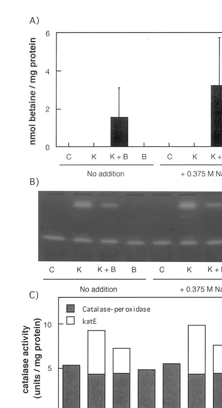 Fig. 1. Accumulation of betaine and catalase activity inSynechococcusBG11 medium irradiated at 30andcells overexpressing theing thethen treated for 4 days with or without 0.375 M NaCl