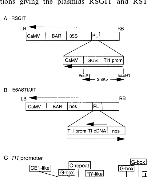 Fig. 1. Diagrammatic representations (not to scale) of the twoto the transcription start in thedirection of transcription from the transgenes