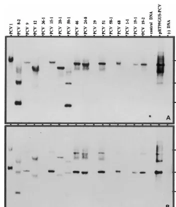 Fig. 5. Southern blot analysis of nptII (A) and IPCVcp (B) genes in the genomic DNA of peanut plants transformed with A.tumefaciens carrying the binary plasmid pROK II:IPCVcp
