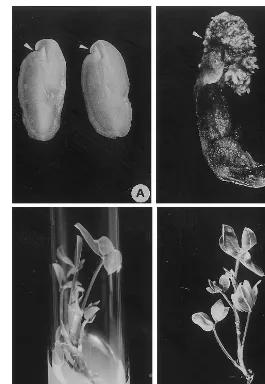 Fig. 1. Regeneration of adventitious shoots from cotyledon explants of A. hypogaea L. (A) Cotyledon explant at the time ofculture initiation on shoot induction medium (SIM)
