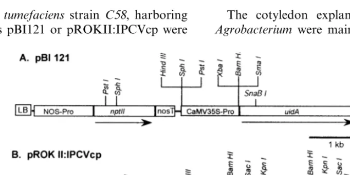 Fig. 2. T-DNA regions of the binary plasmids used for Anptnpt. tumefaciens-mediated transformation