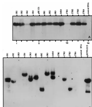 Fig. 3. Molecular analysis of nptsingle restriction within the T-DNA. The blot was probed with non-radio Alkphos-labeled 700-bp PCR ampliﬁedpBI121) by Southern hybridization