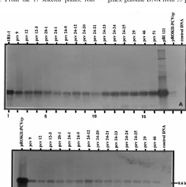 Fig. 4. PCR analysis of nptproducts were resolved on 1.2% agarose gels and probed with non-radio Alkphos-labeledII:IPCVcp showing the ampliﬁcation of 700-bp (A) and 585-bp (B) fragments ofII and IPCVcp genes from the genomic DNA of peanut plants transforme