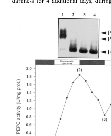 Fig. 2. EMSA with the Snuclear protein extracts from etiolatedin each assay. Lane 1, free probe; lane 2, probe with nuclearprotein extract from etiolated leaves; lane 3, nuclear proteinextract from etiolated leaves were preincubated at 50°C in thepresence 