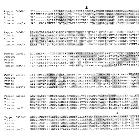 Fig. 1. Comparison of the deduced amino acid sequences of CABGLUplumbaginifolia cDNA with basic �-1,3-glucanases from tobacco (Nicotiana, accession no