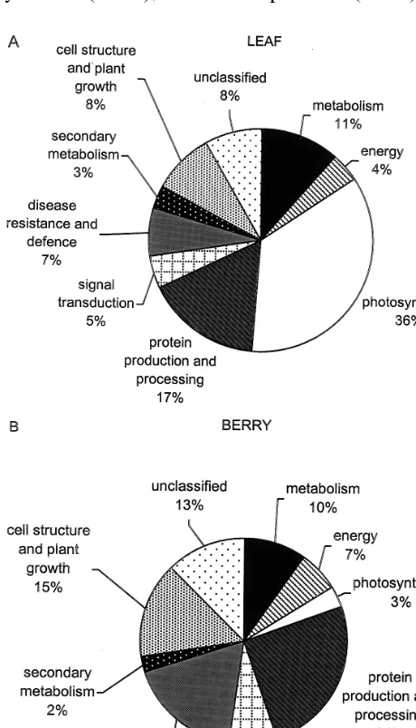 Fig. 3. Abundance of transcripts with various cellular roles inleaf (A) and berry (B)
