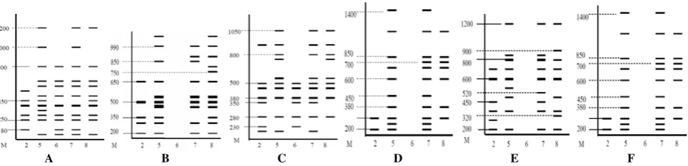 Figure 3. DNA banding pattern of five varieties of durian with primers: A. OPA-01 B. OPA-02, C