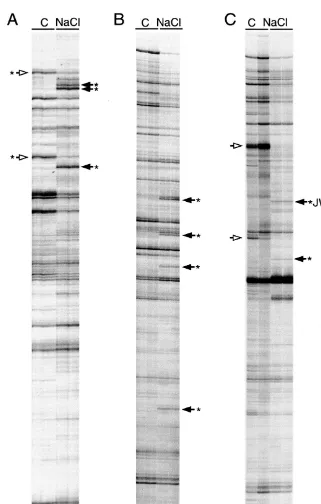 Fig. 1. DD-PCR products generated from mRNA isolated from roots exposed to 170 mM NaCl (NaCl) or MS nutrient solution(C) for 24 h