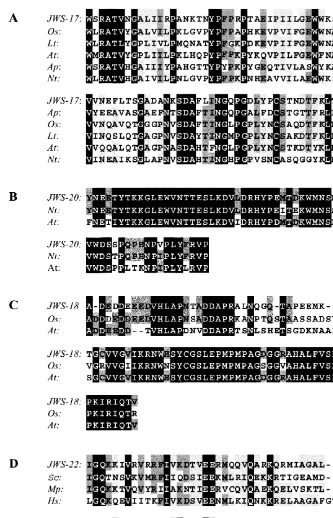 Fig. 3. (A) Alignment of the deduced amino acid sequence of JWS-17 with the amino acid sequence of laccases from Ocereidentical in all the three sequences are shaded in black and those identical in two of the three sequences are shown as black letterson a 