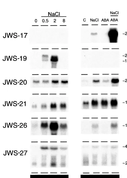 Fig. 4. Expression of genes corresponding to DD-PCR prod-ucts in salt-treated roots. RNA was isolated from rootsagarose gels, blotted onto nylon membranes and hybridizedwith the probes JWS-17, JWS-19, JWS-20, JWS-21, JWS-26and JWS-27