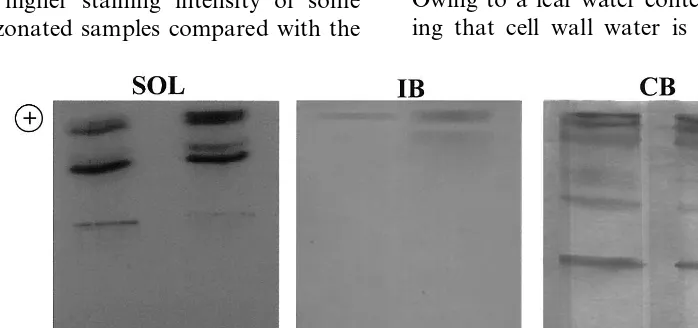 Fig. 1. Benzidine staining of peroxidase isoforms of extracel-lular (IWF) and intracellular (RCM) leaf ﬂuids of control (C)were resolved by a pH 3.5–10 isoelectrofocusing gel