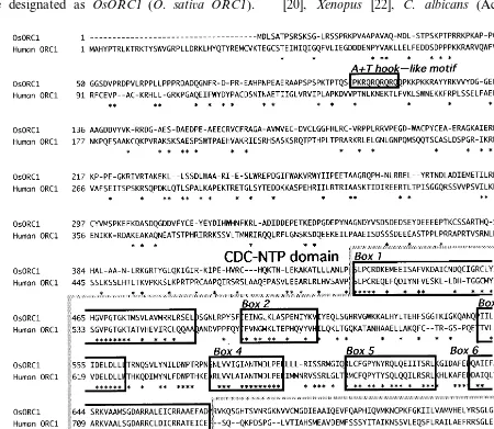 Fig. 1. Alignment of the deduced amino acid sequence of OsORC1 with human ORC1.