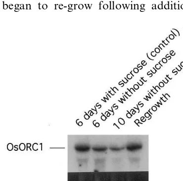 Fig. 6. Effect of sucrose-starvation on the level of OsORCisolated from the cultured cells were separated on 1.2%agarose gel containing formaldehyde and then blotted