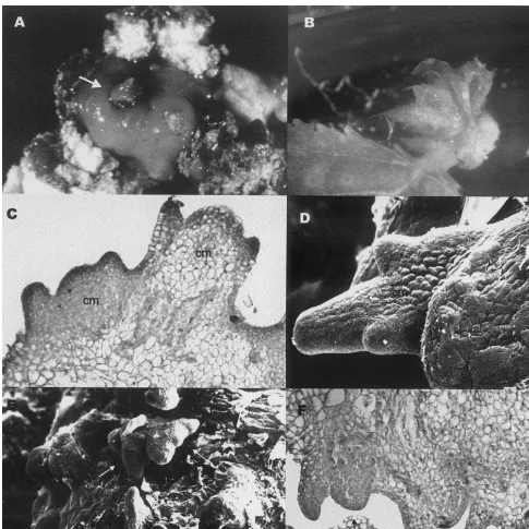 Fig. 4. Microscopic examination of adventitious buds, (A), adventitious bud (arrowed) arising from callus (×of caulinar meristems (cm) forming on the leaf calli; (E) and (F), scanning (developing from callus formed on the petiole (20); (B), bud×8); (C) and (D), light (×200) and scanning (×450) micrographs showing details×140) and light (×100) micrographs showing agroup of caulinar meristems (arrowed) arising very close together within the same leaf area.