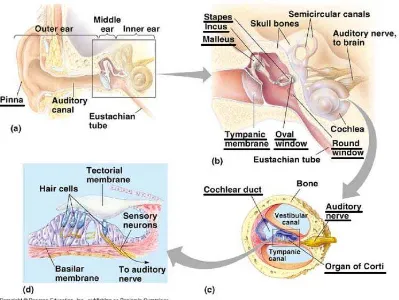 Gambar 2.1.  Koklea, penampang melintang koklea dan organ Korti (Arch1 