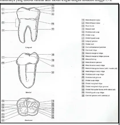 Gambar 9.  Anatomi Gigi Molar Pertama Bawah Permanen.24 