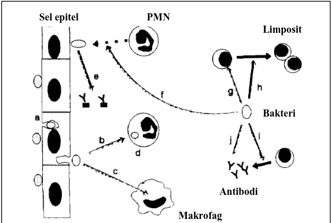 Gambar 1. Mekanisme Aggregatibacter actinomycetemcomitans Merusak pertahanan pejamu. (a) invasi ke epitel; (b) merusak sel PMN; (c) merusak sel makrofag; (e) produksi Fc-binding protein; (f) menghambat kemoktasis PMN; (g) membunuh limposit; (h) menghambat proliferasi limposit; (i) menghambat produksi antibodi; dan (j) degradasi antibodi.12 