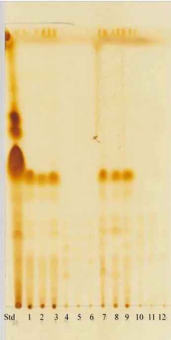 Gambar 7 . One-Dimensional Plate Thin-Layer Chromatography polyisoprenoid alkohol (dolichol) dari semai daun dan akar X