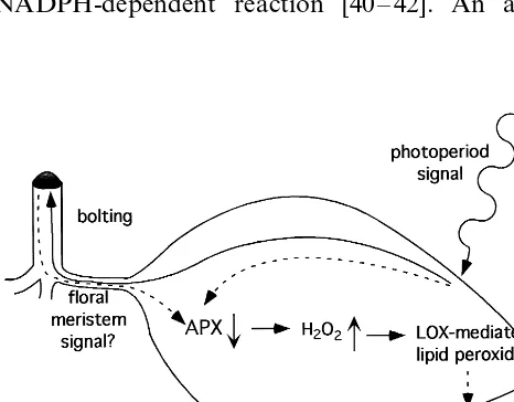 Fig. 8. Model for bolting-transition induced alterations inAPX activity and LOX-mediated lipid peroxidation leading tosenescence.