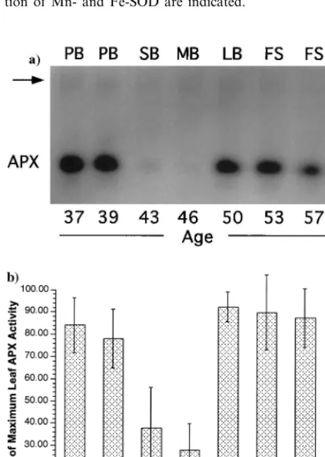Fig. 1. Leaf superoxide dismutase activity as a function of lifehistory stage. Inverted image of a native PAGE gel stainedfor SOD activity