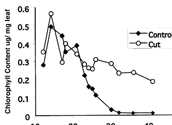 Fig. 7. Leaf chlorophyll level versus days after 5th leafemergence. Bolting occurred at 15 days