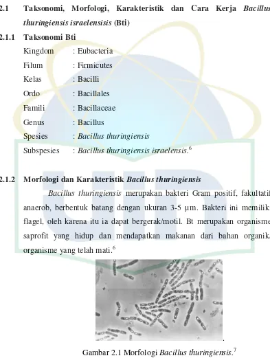 Gambar 2.1 Morfologi Bacillus thuringiensis.7 